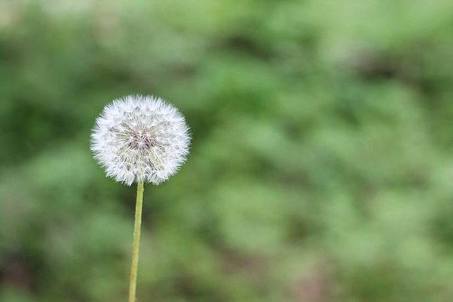 dandelion-1112399_640.jpg